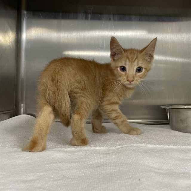 Marmalade