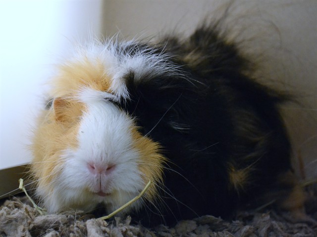 Harry