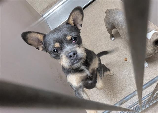 Adoptable Dog