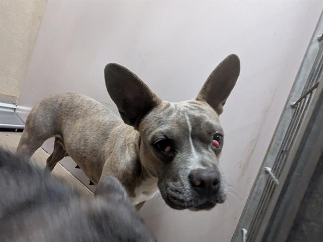 Adoptable Dog