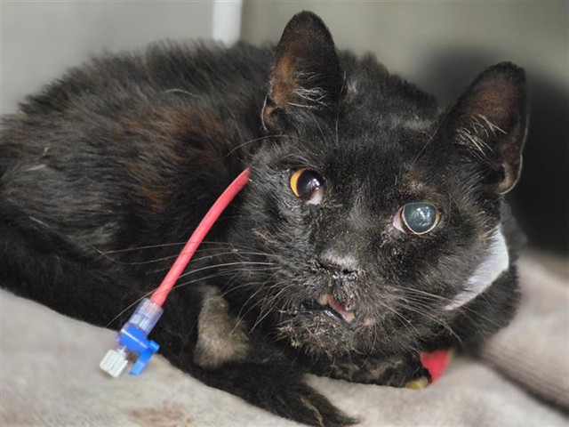 Adoptable Cat