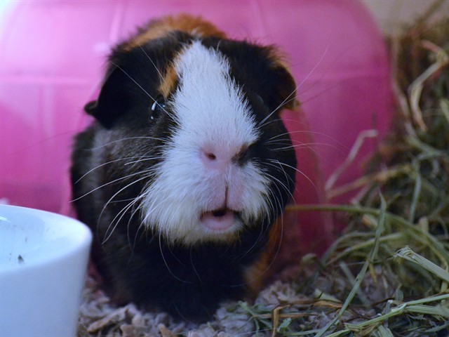 Humphrey