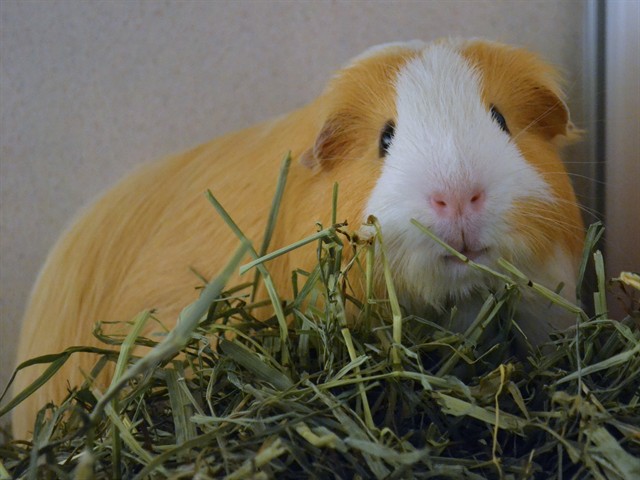 Pickles
