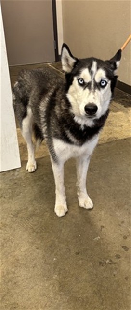 Maya