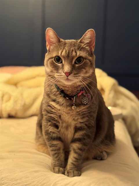 Violet