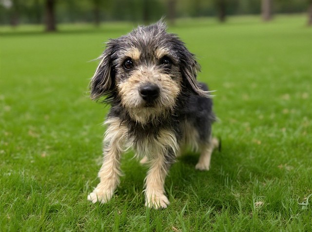 Adoptable Dog