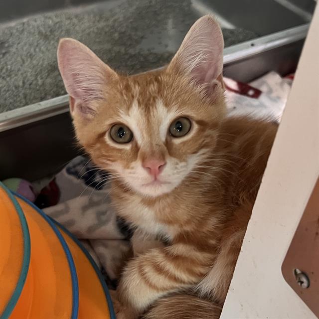 Garfield