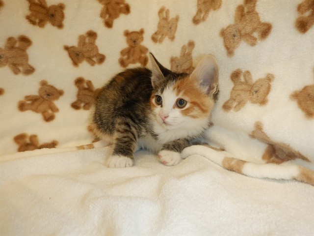 Adoptable Cat