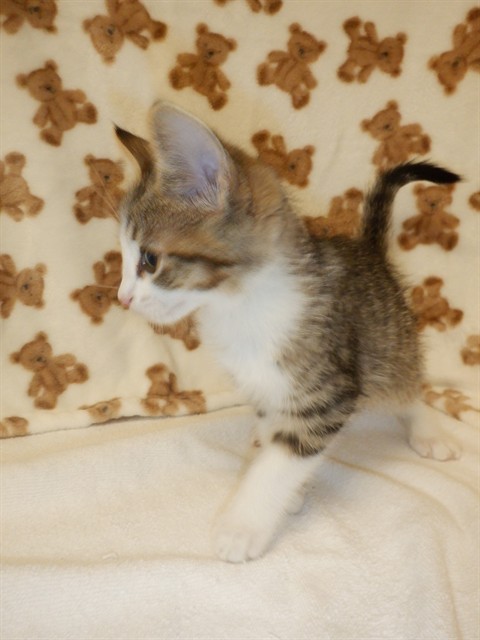 Adoptable Cat