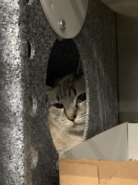 Adoptable Cat