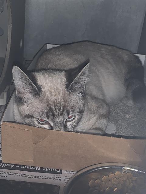 Adoptable Cat
