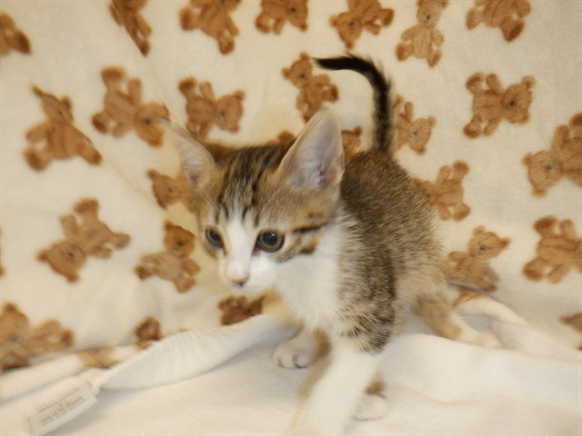 Adoptable Cat