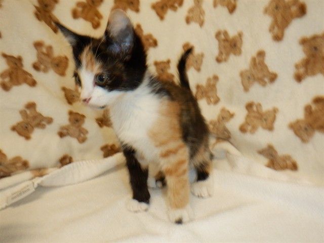 Adoptable Cat