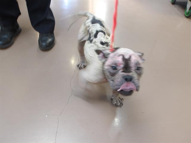 Adoptable Dog