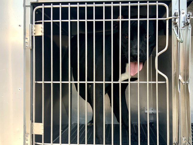 Adoptable Dog