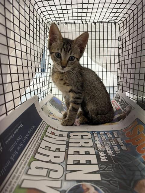 Adoptable Cat