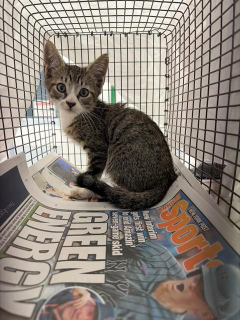 Adoptable Cat