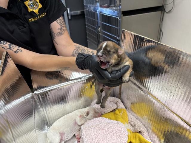 Adoptable Dog