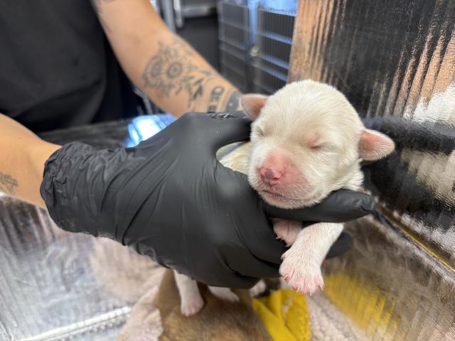 Adoptable Dog