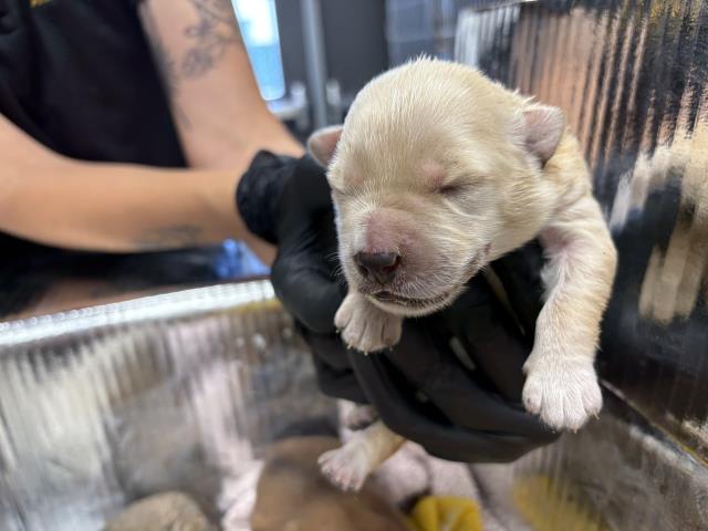 Adoptable Dog