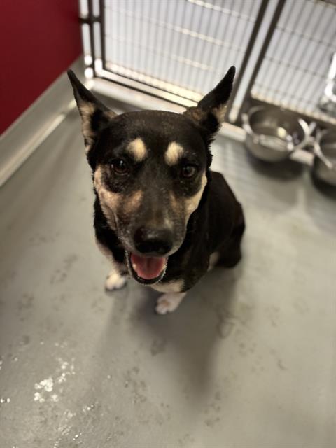 Adoptable Dog