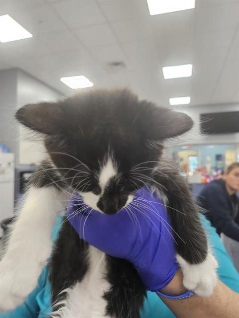 Adoptable Cat
