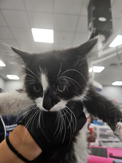 Adoptable Cat
