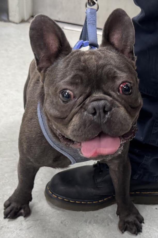 Chico