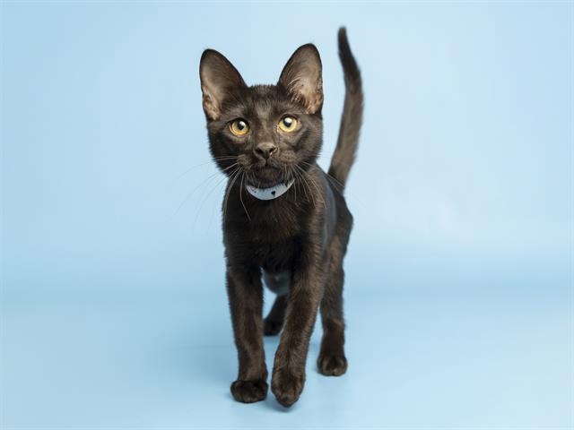 Thunder Muffin