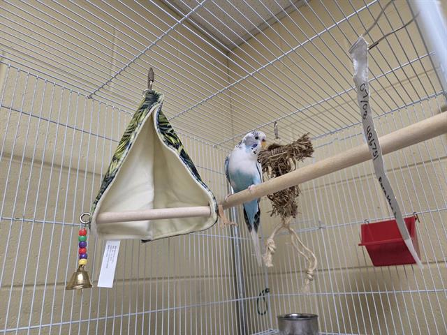 Adoptable Bird