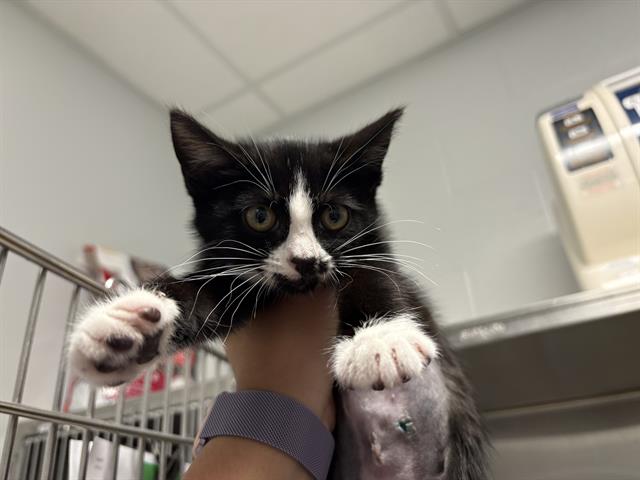 Tux