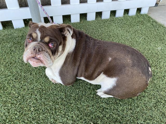 Adoptable Dog