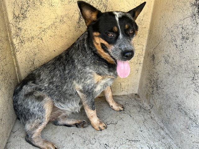Adoptable Dog