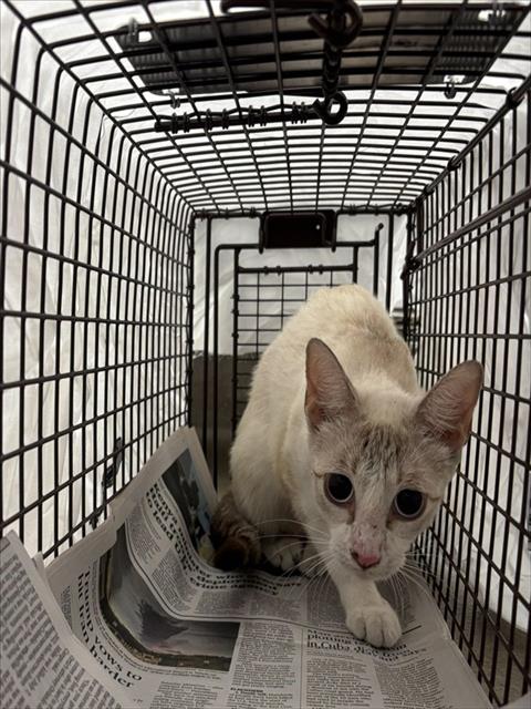 Adoptable Cat