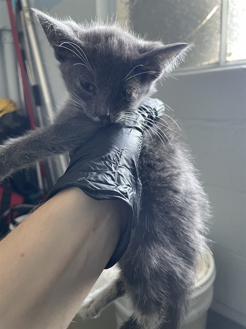 Winston