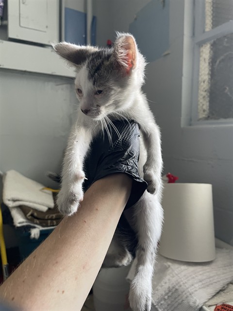 Oliver