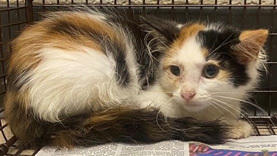 Adoptable Cat