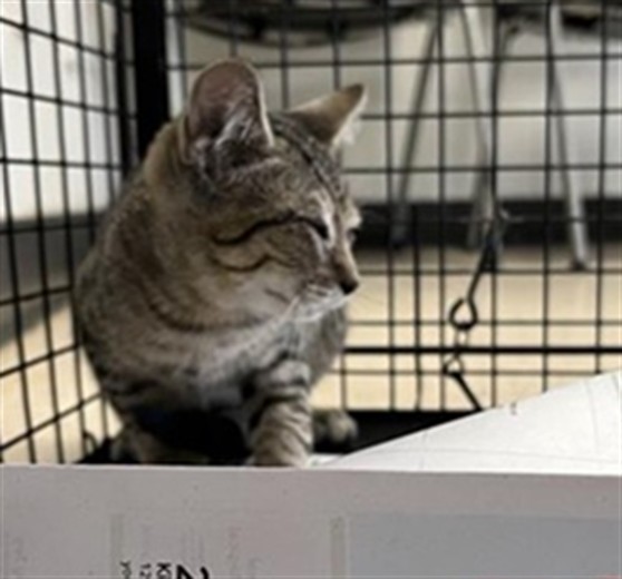 Adoptable Cat