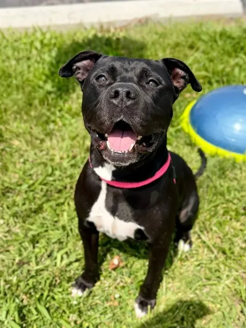 Jet