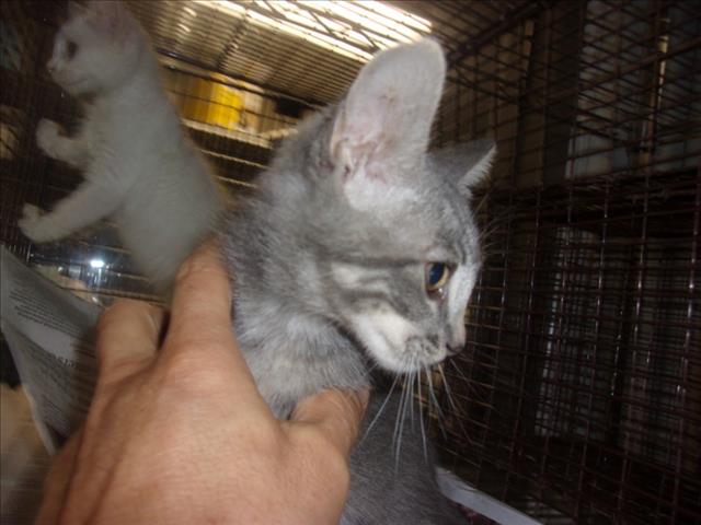 Adoptable Cat