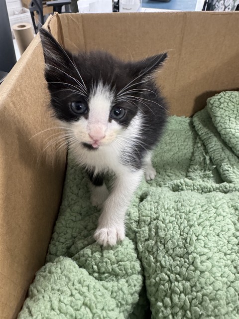 Adoptable Cat