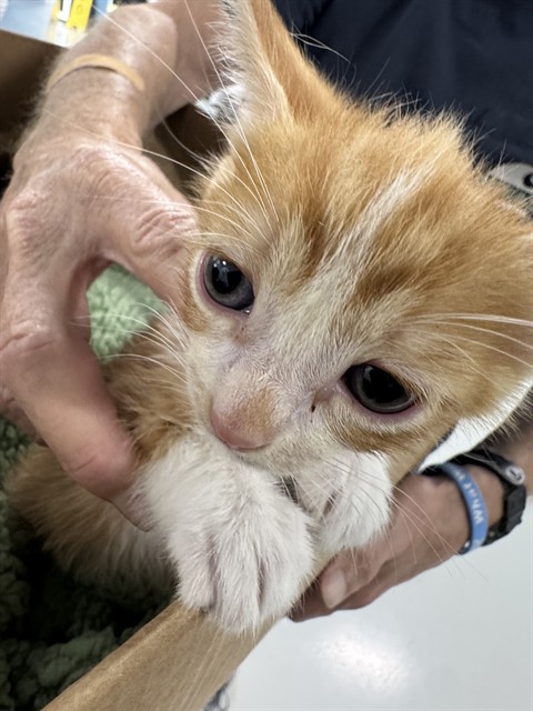 Adoptable Cat