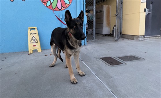 Adoptable Dog
