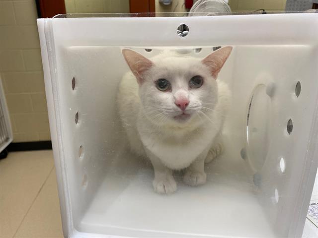 Adoptable Cat