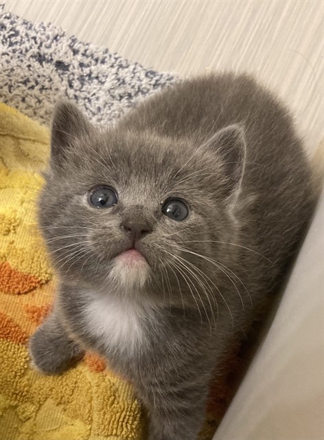 Adoptable Cat