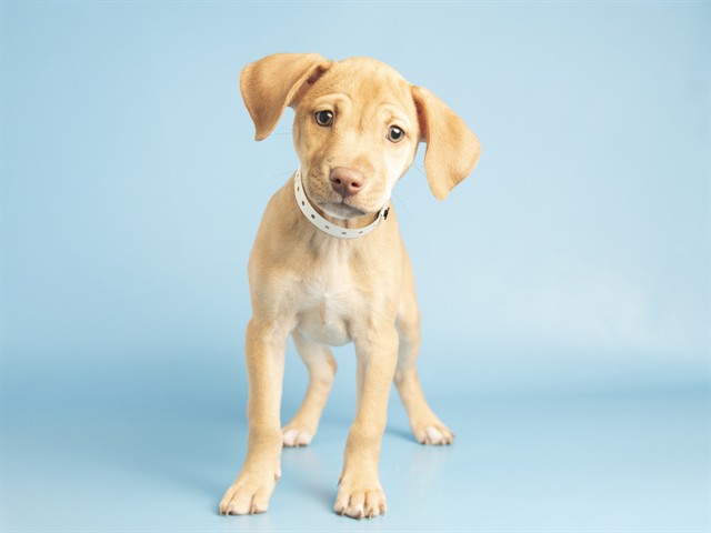 Amari