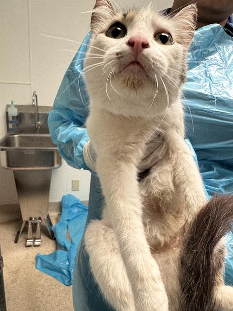 Adoptable Cat