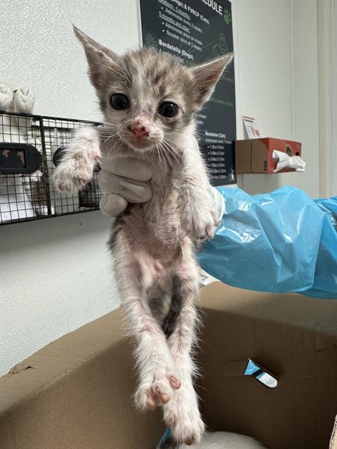 Adoptable Cat