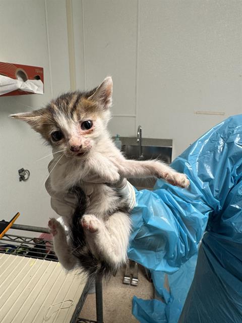 Adoptable Cat