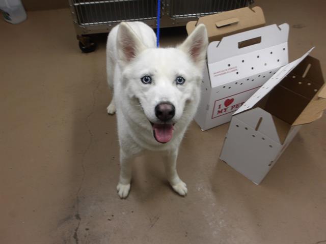 Adoptable Dog